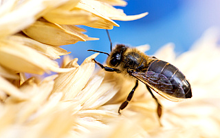 Wkrótce pierwsze miodobranie. Jaki miód pozyskiwany jest w regionie? Wkrótce pierwsze miodobranie. Jaki miód pozyskiwany jest w regionie?